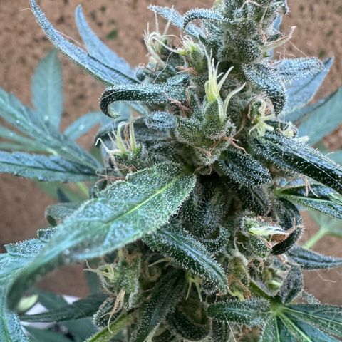 Dark Devil Auto growlog timeline photo