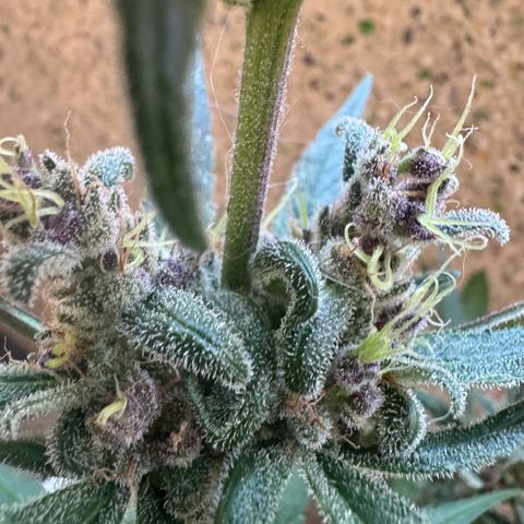 Dark Devil Auto growlog timeline photo