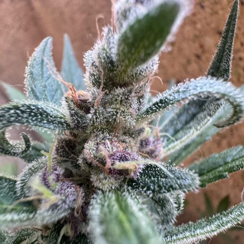 Dark Devil Auto growlog timeline photo