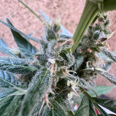 Dark Devil Auto growlog timeline photo