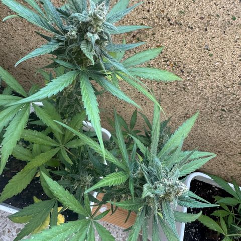 Dark Devil Auto growlog timeline photo