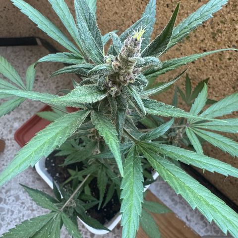 Dark Devil Auto growlog timeline photo