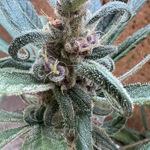 Dark Devil Auto growlog timeline photo
