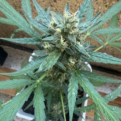 Dark Devil Auto growlog timeline photo