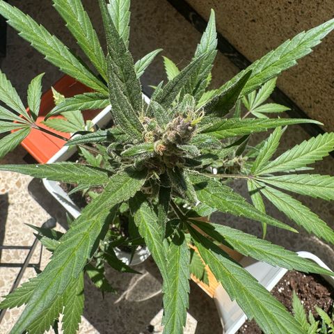 Dark Devil Auto growlog timeline photo