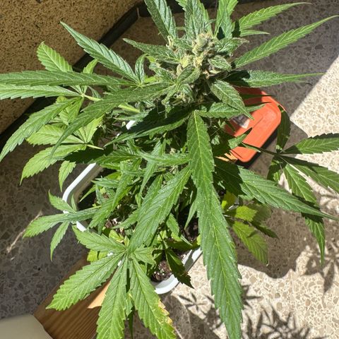 Dark Devil Auto growlog timeline photo