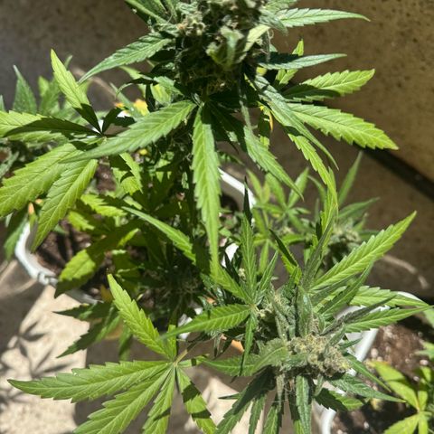 Dark Devil Auto growlog timeline photo
