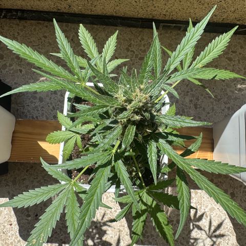 Dark Devil Auto growlog timeline photo