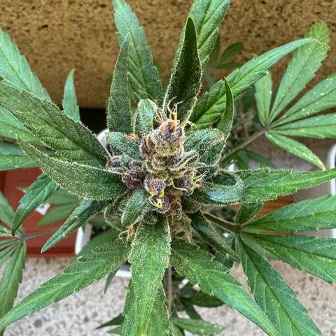 Dark Devil Auto growlog timeline photo
