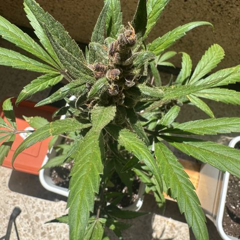 Dark Devil Auto growlog timeline photo