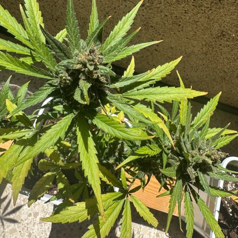 Dark Devil Auto growlog timeline photo