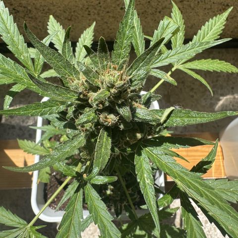 Dark Devil Auto growlog timeline photo