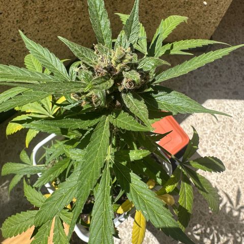 Dark Devil Auto growlog timeline photo