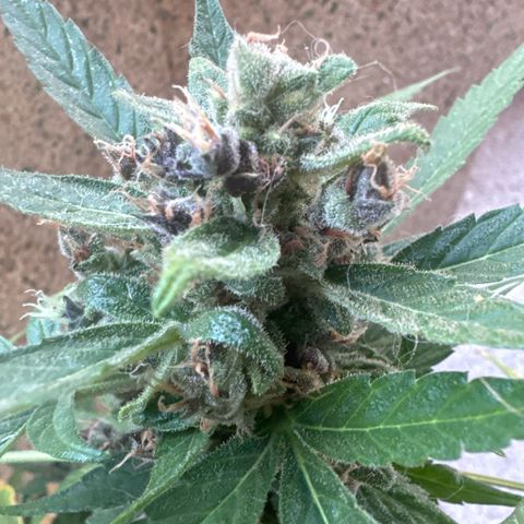 Dark Devil Auto growlog timeline photo