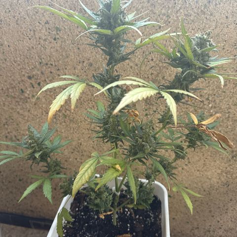 Dark Devil Auto growlog timeline photo