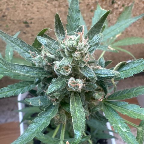 Dark Devil Auto growlog timeline photo