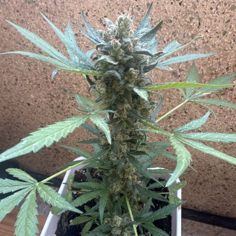 Dark Devil Auto growlog timeline photo