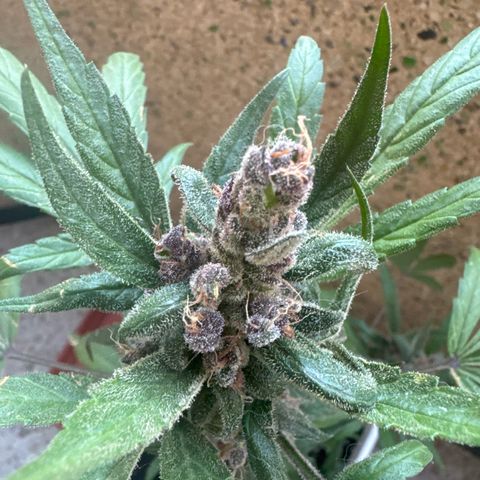 Dark Devil Auto growlog timeline photo