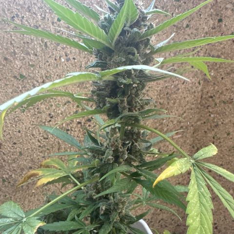 Dark Devil Auto growlog timeline photo