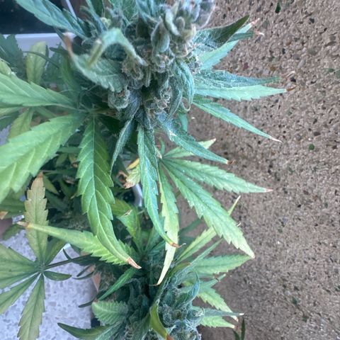 Dark Devil Auto growlog timeline photo