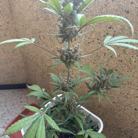 Dark Devil Auto growlog timeline photo