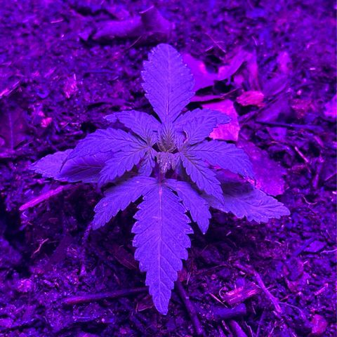 Mimosa growlog timeline photo