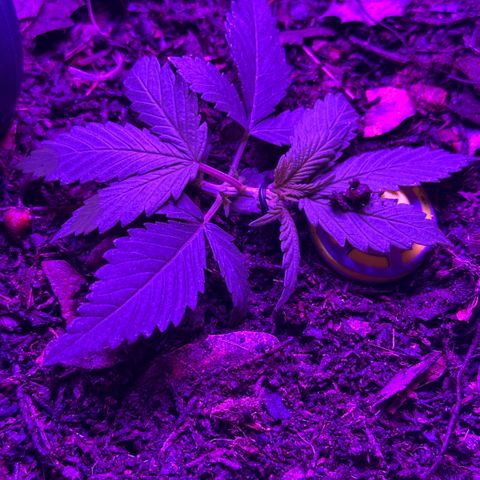Mimosa growlog timeline photo
