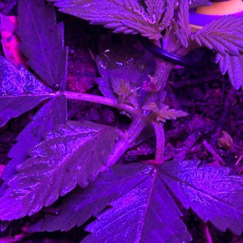 Mimosa growlog timeline photo