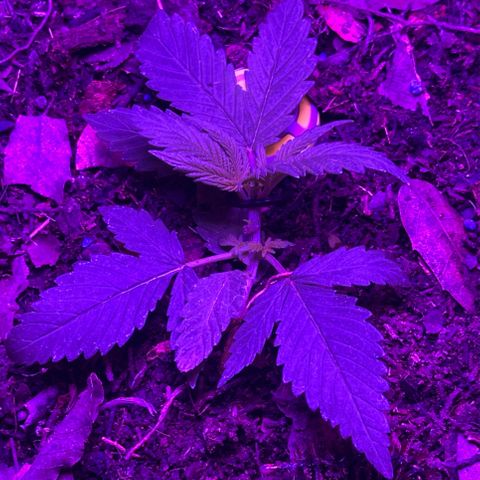 Mimosa growlog timeline photo