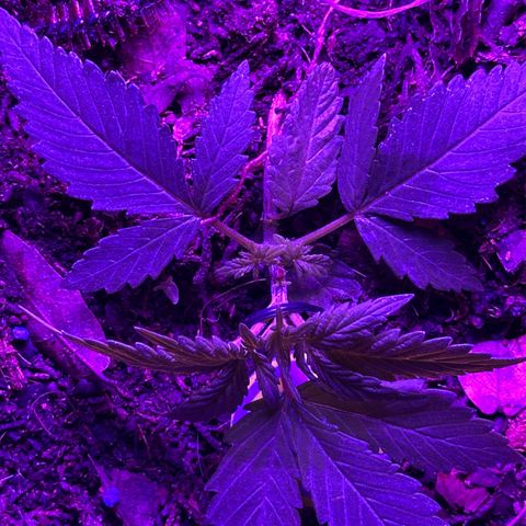 Mimosa growlog timeline photo