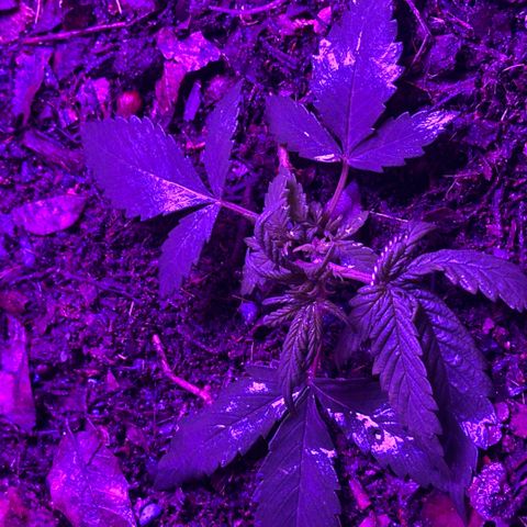 Mimosa growlog timeline photo