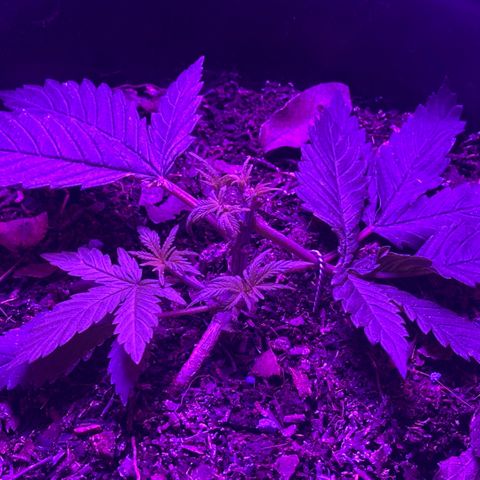 Mimosa growlog timeline photo
