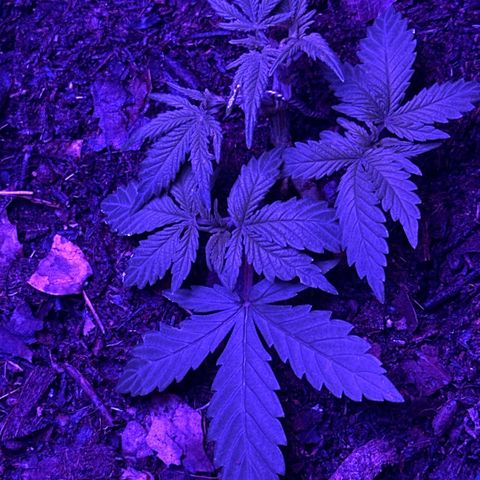 Mimosa growlog timeline photo