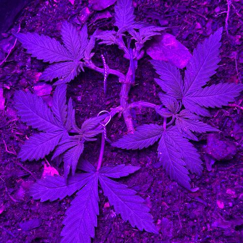 Mimosa growlog timeline photo