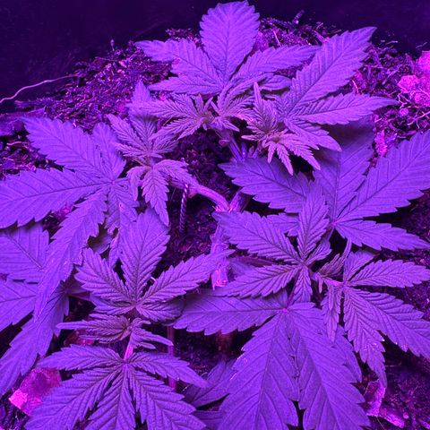 Mimosa growlog timeline photo