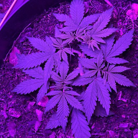 Mimosa growlog timeline photo