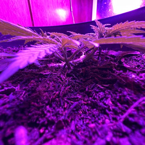 Mimosa growlog timeline photo