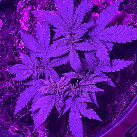 Mimosa growlog timeline photo