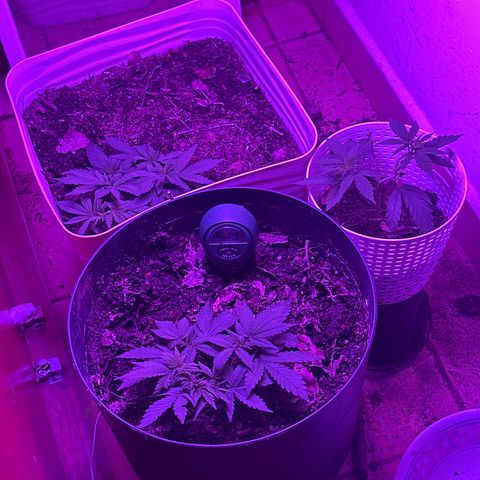 Mimosa growlog timeline photo