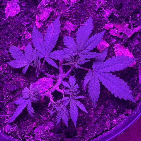 Mimosa growlog timeline photo