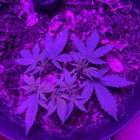 Mimosa growlog timeline photo