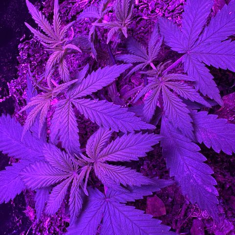 Mimosa growlog timeline photo