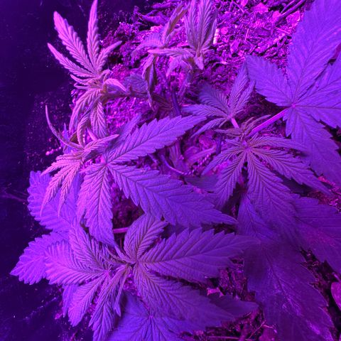 Mimosa growlog timeline photo