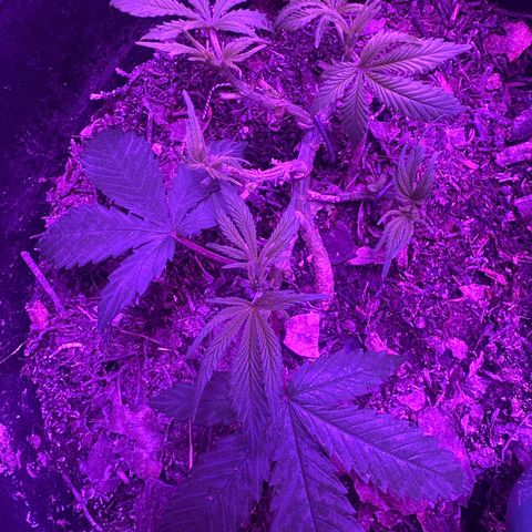 Mimosa growlog timeline photo