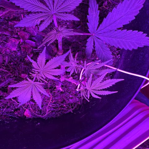 Mimosa growlog timeline photo