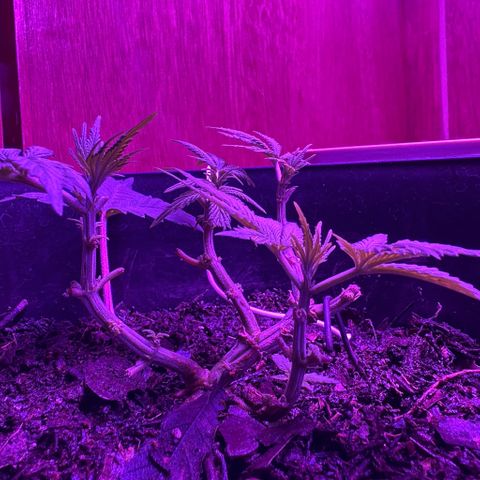 Mimosa growlog timeline photo