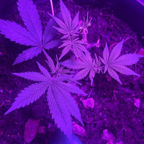 Mimosa growlog timeline photo