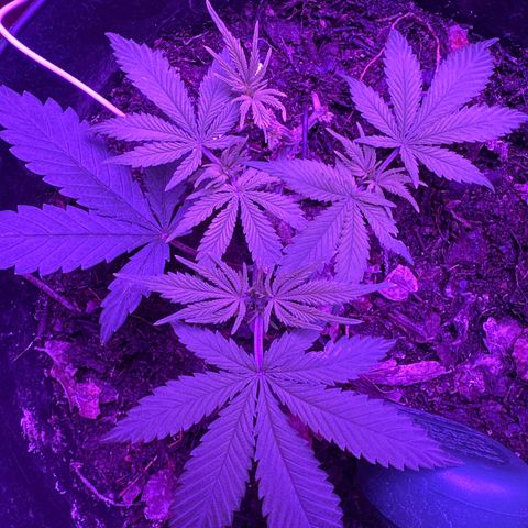 Mimosa growlog timeline photo
