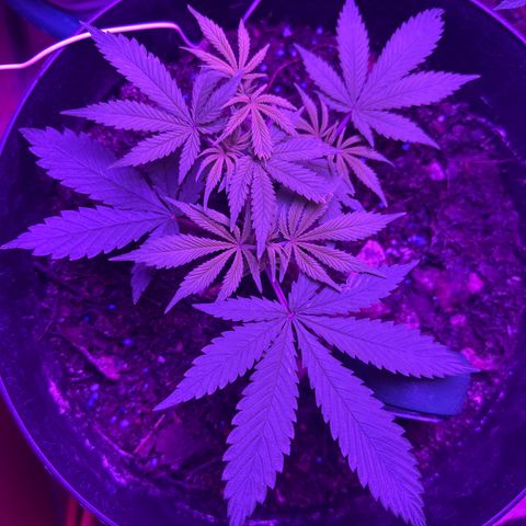 Mimosa growlog timeline photo