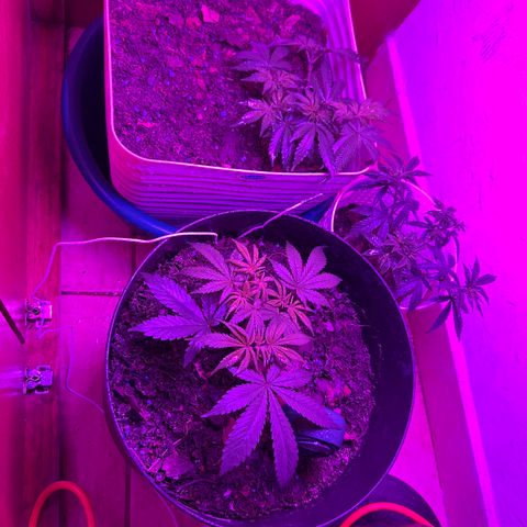 Mimosa growlog photo: Comenzó el procesos de floración 12/11